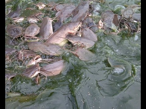 Budidaya Ikan Lele Kolam Ikan Lele Konsumsi Di Bali Youtube