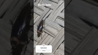 Download Lagu birds kehr #campursari #dangdut #cover #cat MP3 Download Lagu birds kehr #campursari #dangdut #cover #cat MP3
