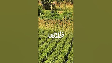 تلاوة خاشعة بصوت يريح الأعصاب #elmulquranعلم #قران_كريم #تلاوة #المصحف #اكسبلور #لايك #trend