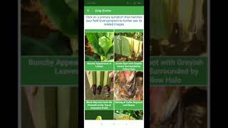 Pemanfaatan Sistem Pakar terkait Topik Pertanian pada Aplikasi Banana Expert System screenshot 1