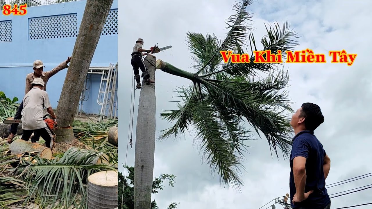 Vua Khỉ cùng em Cường cưa hạ ba cây Cau Vua ở Nhà Hàng... - youtube