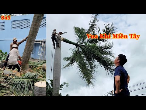 Video Vua Khỉ cùng em Cường cưa hạ ba cây Cau Vua ở Nhà Hàng... - youtube