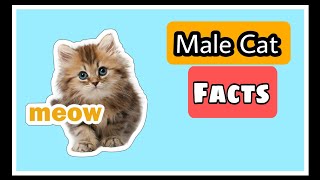 6 Surprising facts About Male Cats