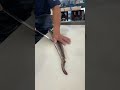 【今が旬】ハモを捌く