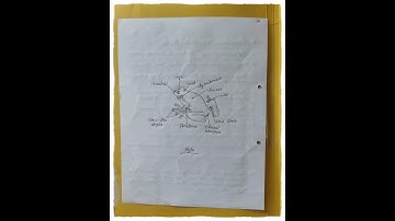 Parental Care in Hyla / Alytes 🐸 MSc 3rd Semester Zoology Practical Note