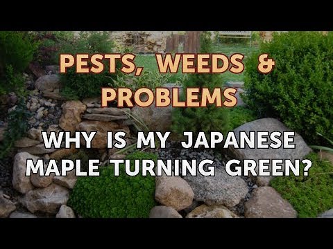 Why Is My Japanese Maple Turning Green?