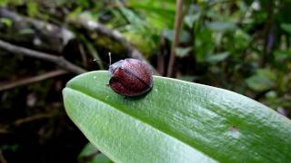 Tortoise beetle in Ecuador