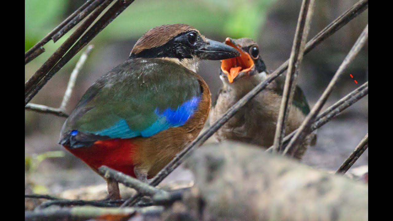 紅樹林八色鶇 Mangrove Pitta 餵食雛鳥 - YouTube
