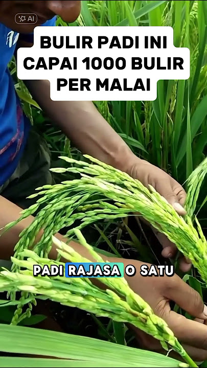 THIS RICE GRAINS REACH 1000 GRAINS PER PANCH #shorts