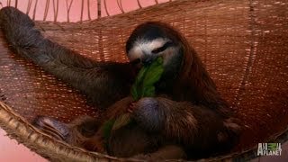 A Throne Fit for a Sloth Queen | Meet the Sloths