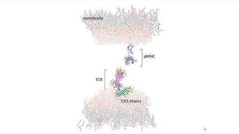 The dissociation event of the pMHC from the TCR:CD3-complex by means of MD simulations