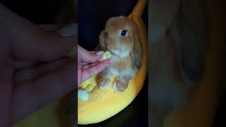 Bunny Rabbit eating Banana by Bella & Blondie Bunny Rabbits 1,021 views 1 month ago 2 minutes, 2 seconds