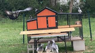 Creative training for my young tipplers pigeons!!