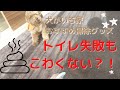 【絨毯 掃除】犬のトイレ失敗も怖くない！？シミ取り掃除おすすめアイテム紹介！【犬掃除】