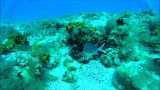 Mar Y Mas Diving Fuerteventura - Damselfish Vs Octopus