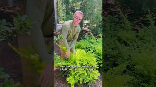 How To Prune Ligustrum The Right Way. - Most People Dont Know This.