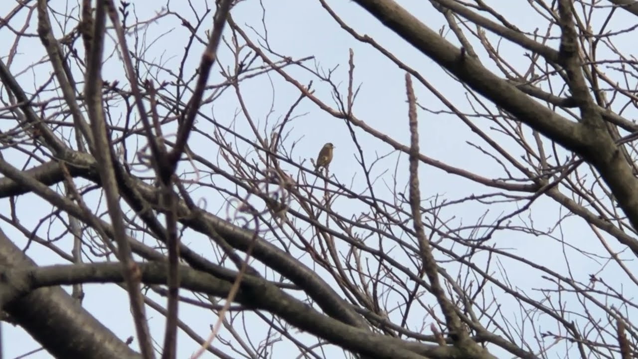 (RARE) Oriental #Greenfinch 14th February 2026 at around 13:22 (Oriental #Greenfinch??) #カワラヒワ