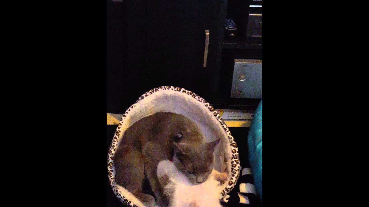 Bathtime lol - YouTube