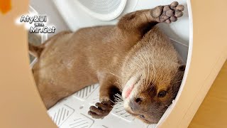 Otters get hooked on pet dryer [Otter Life Day 854]