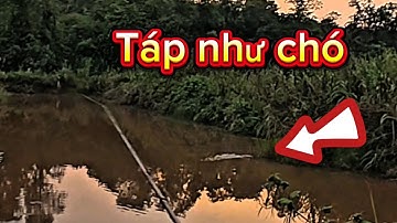 Câu Cá Lóc Tây Nguyên Đầu Mùa Cá Đớp Liên Tục