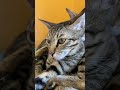 Beautiful Cat 😘🐾 #cat #cats #ytshorts