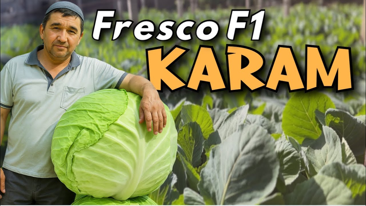 2025 O‘rtaki. Katta hosil uchun to‘g‘ri tanlov — Fresco F1 karam ko‘chatlari.