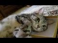 上半身だけ入っていた猫