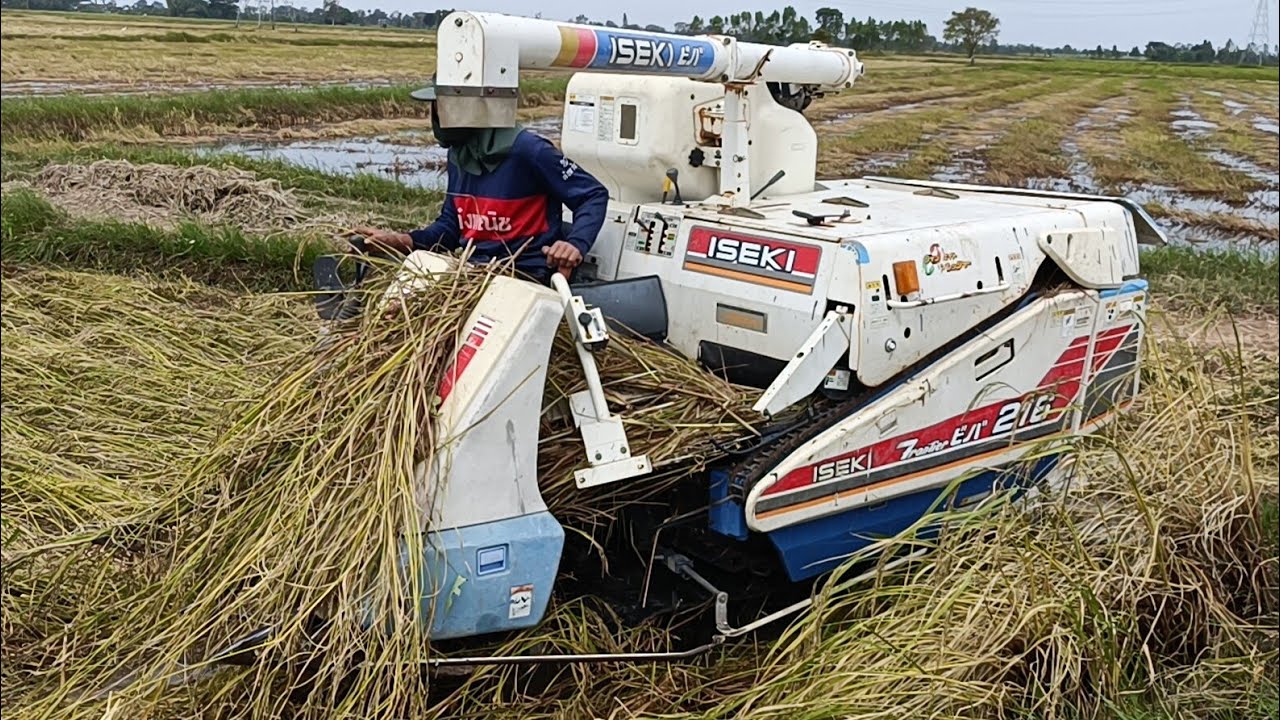 จิ๋วแต่แจ๋ว?? รถเกี่ยวข้าวISEKI เก่าญี่ปุ่น ข้าวเหนียวลืมผัวเล่นงานซะแล้ว