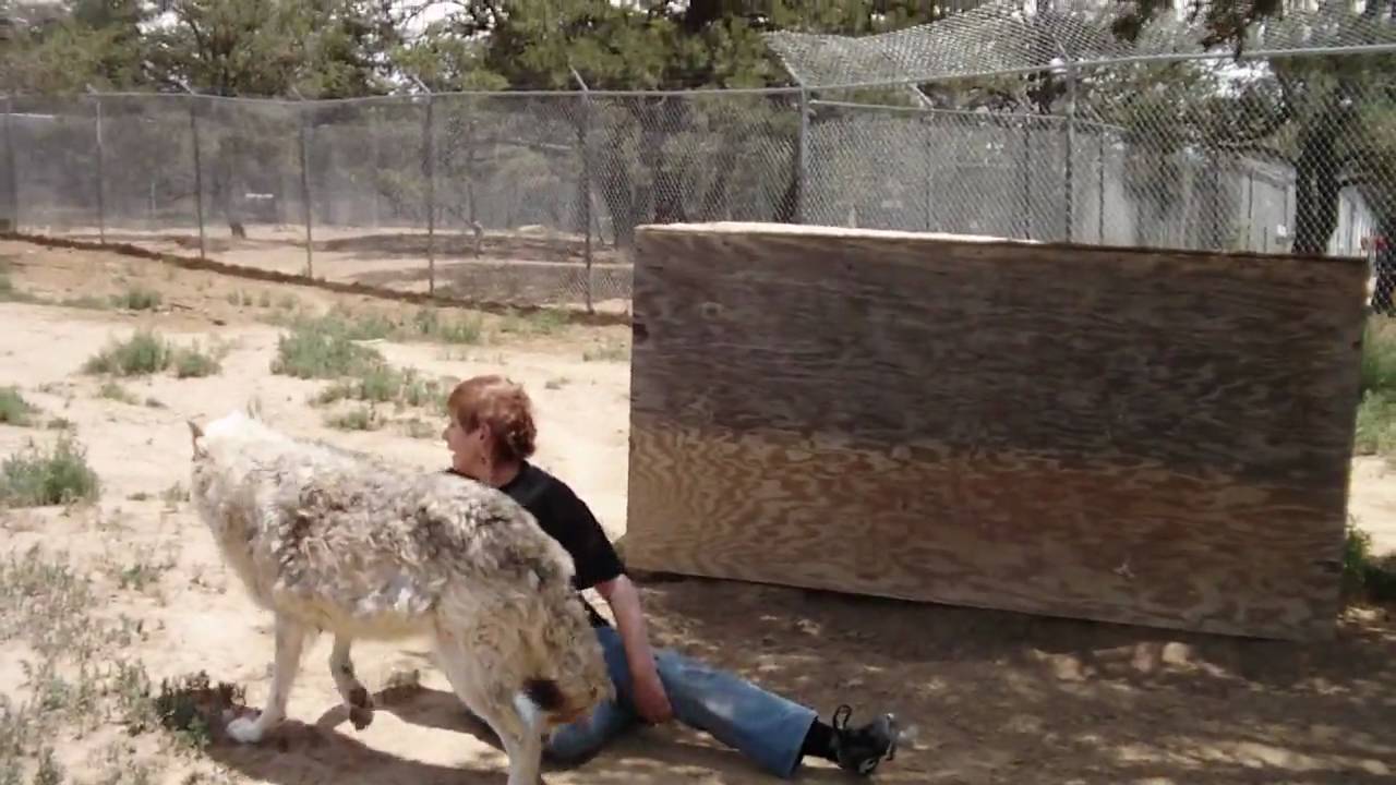 Wolf Greetings from Shakti