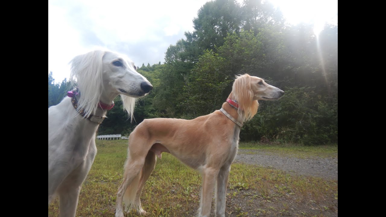 サルーキ ぽぽ 喜八 どこから来るかな Saluki Youtube