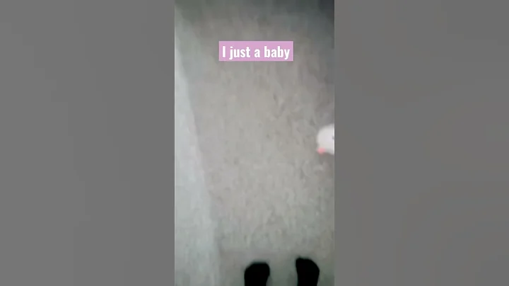 I just a baby-(POV: your dog is over 100 pounds bu...