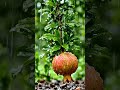 how can relax mind// Tree//Nature//Imagination//Fruits // ASMR//Food