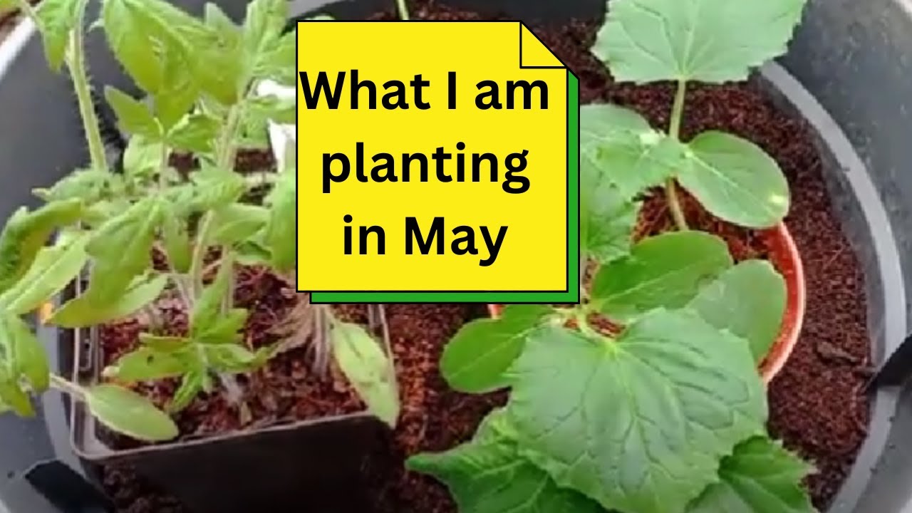 What I am planting in May