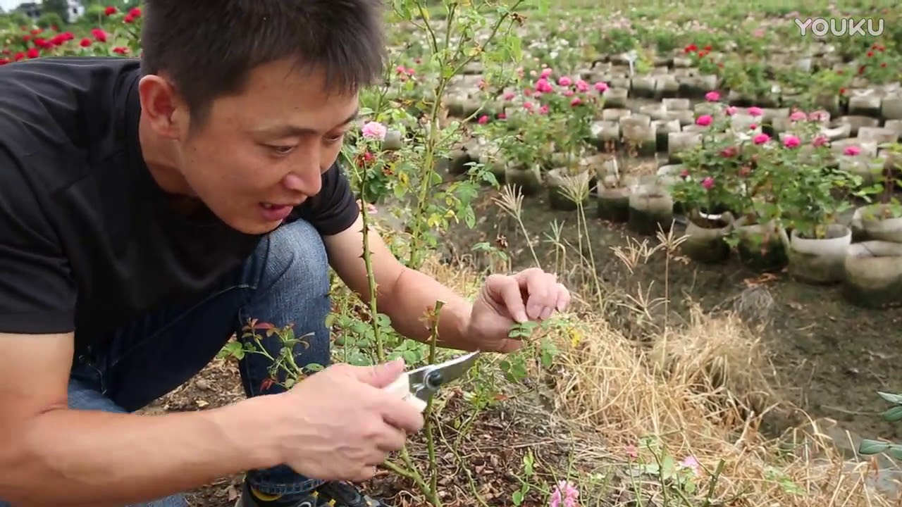 天狼说月季没叶子的月季怎么秋剪超清 Youtube