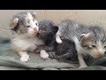 Kittens Meowing Mother Cat Sitting Outside But Not Coming Back