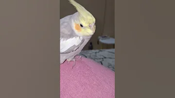 My Kukkooo Trending Cockatiel Birdsong Reels Pets Cute 2025 Funny Viralvideo Youtube 