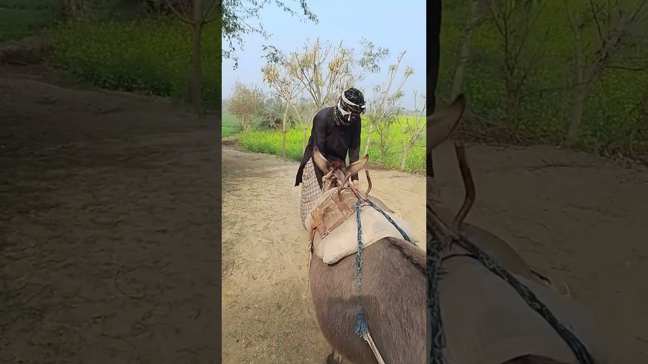 Wagowazi. Жеребец на ПаровкуПривезли лошицу з Бачача. Koní DonkeyLove moment