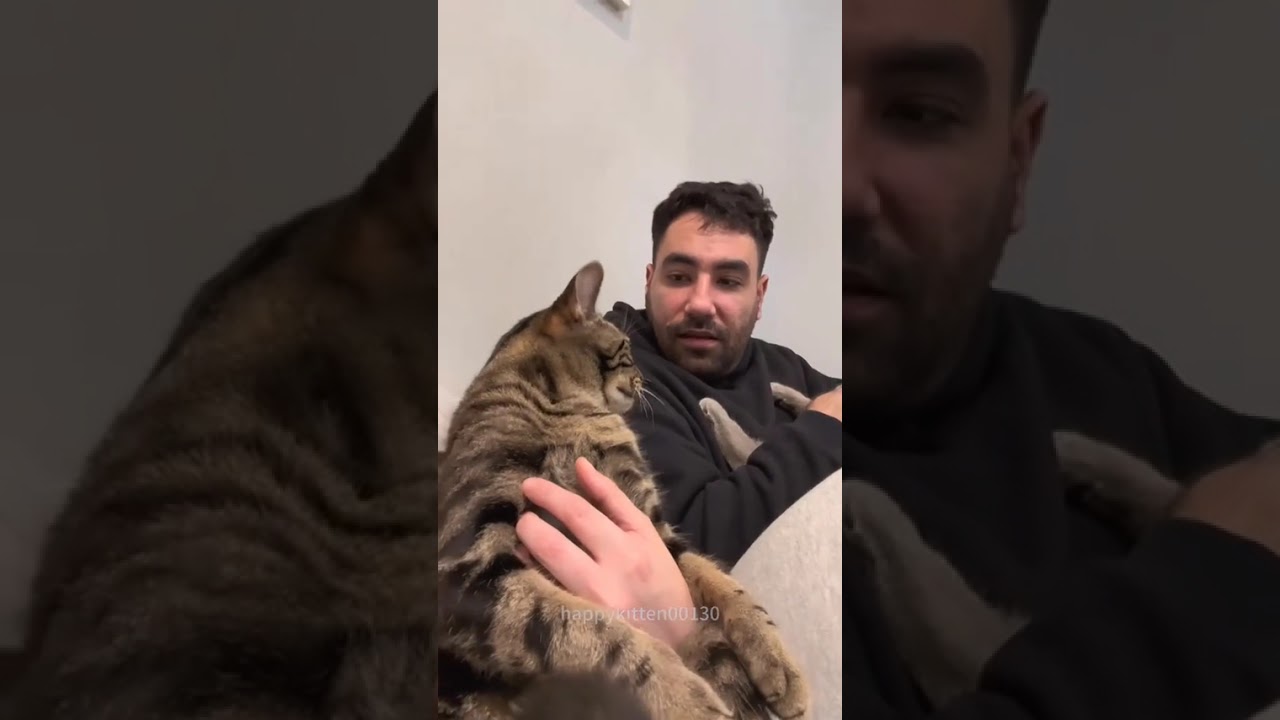 Funny CAT Moments 😂😂 episode 8134 