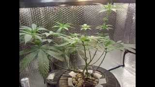 a look at my bag seed experiment week 1 of flower (DWC)