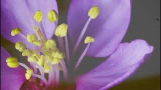 Zir Bijou - Lumadeline (Nature and Beach Walk)