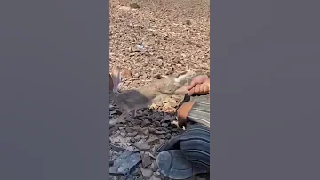 صوت الارنب البري 