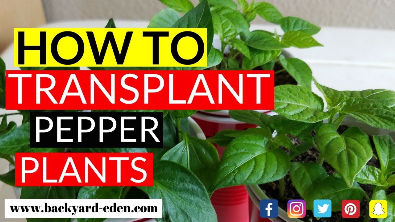 How to transplant pepper plants YouTube