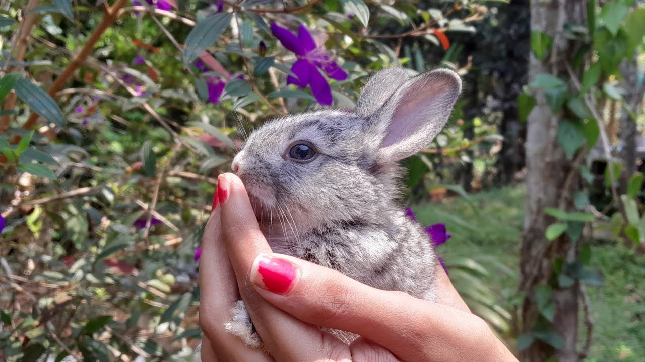 Cute Baby Rabbit Funny Video // മുയൽ // Baby Rabbits 🐇 // Easy World 🌎 ...