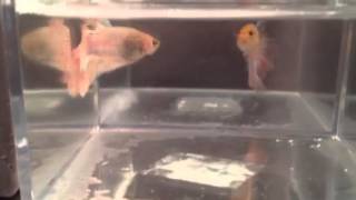 Cellophane Halfmoon Bettas