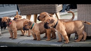 Boerboel pups