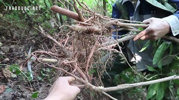 Cẩn thận với Tin Đồn Cây Thuốc Tốt Cho Sức Khoẻ Nam Giới | THAODUOC.NET