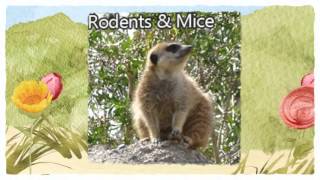 Official Pest Control 209-456-5665 Turlock CA Spider, Wasp and Bee Control