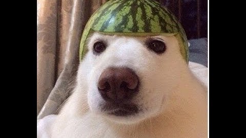 arras.io killing teamers | Live!