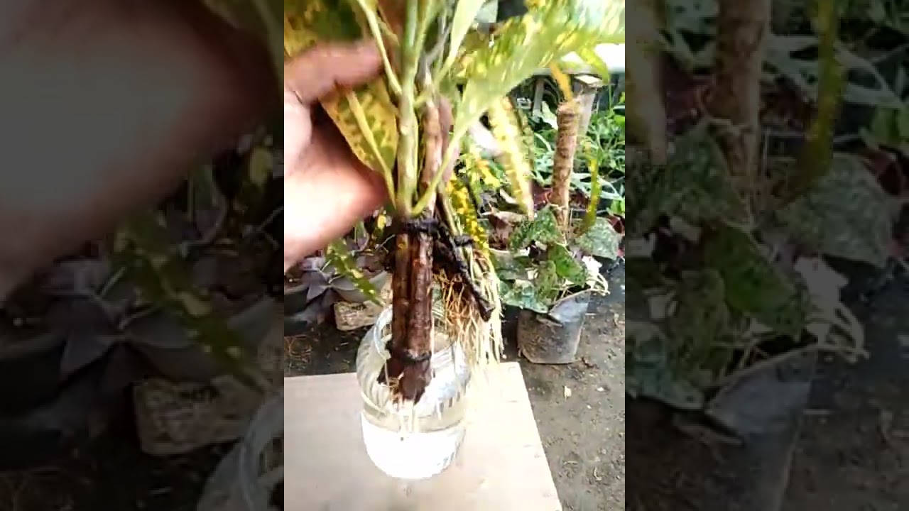 akhirnya keluar akar,  2 minggu propagasi aneka puring 