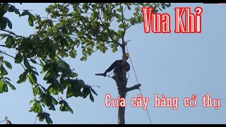 Thót Tim Cảnh Cưa Cây Bàng Cổ Thụ Của Vua Khỉ Ở Sài Gòn